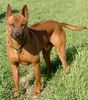 Thai Ridgeback Foto: Taptim Siam Ha-Gong (ID 6342) Thai Ridgeback Hund