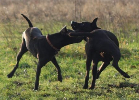 Thai Ridgeback Spielen, spielen, spielen