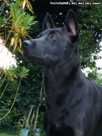 Thai Ridgeback Hunde Foto 24658 in höherer Auflösung ansehen Thai Ridgeback Caroline Thai Bellijess aka