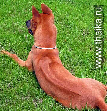 Thai Ridgeback Caramel Thai Bellijess