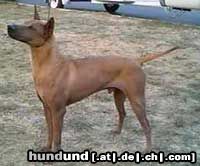 Thai Ridgeback Hunde Foto 6055 Thai Ridgeback