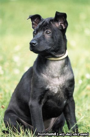 Thai Ridgeback Hunde Foto 11145 Thai Ridgeback
