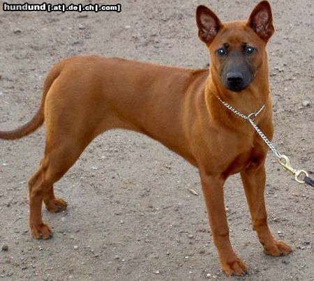 Thai Ridgeback Hunde Foto 6357 Thai Ridgeback Khanbull´s Ko Yao (5months at picture)