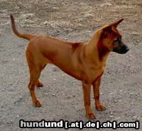 Thai Ridgeback Hunde Foto 6347 Thai Ridgeback Khanbull´s Ko Yao (5months at picture)