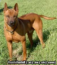 Thai Ridgeback Hunde Foto 6342 Thai Ridgeback Taptim Siam Ha-Gong