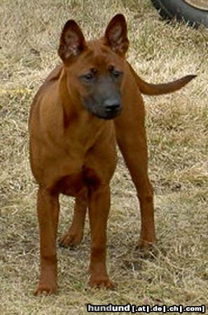 Thai Ridgeback Hunde Foto 6358 Thai Ridgeback Khanbull´s Ko Yao (5months at picture)