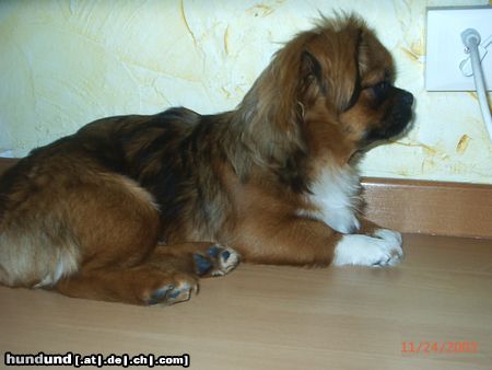 Tibet-Spaniel Hunde Foto 7562 Tibet-Spaniel