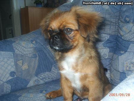 Tibet-Spaniel unser duffy