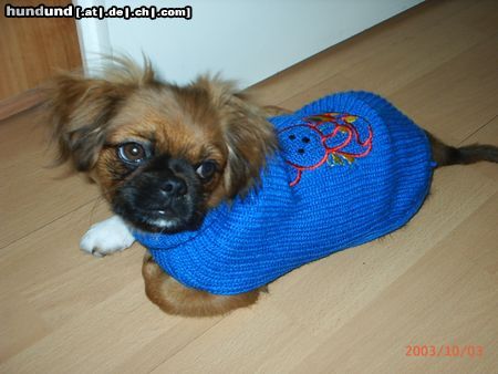 Tibet-Spaniel Hunde Foto 6760 Tibet-Spaniel unser duffy