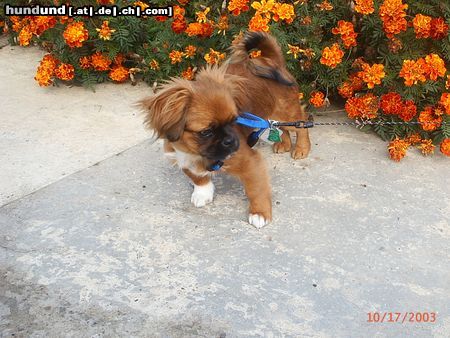 Tibet-Spaniel Hunde Foto 6763 Tibet-Spaniel unser duffy