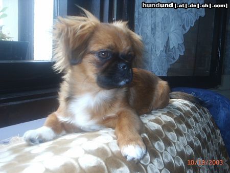 Tibet-Spaniel Hunde Foto 6764 Tibet-Spaniel unser duffy