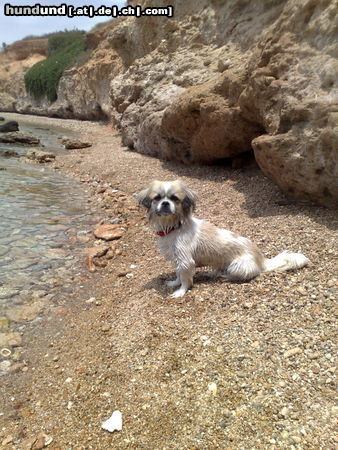 Tibet-Spaniel gizmo on the beach