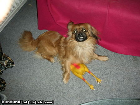 Tibet-Spaniel Hunde Foto 45368 in höherer Auflösung ansehen Tibet-Spaniel odin ich will doch nur spielen