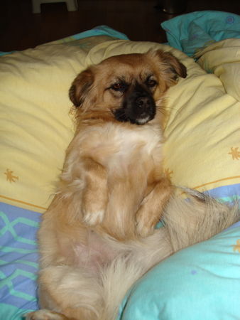 Tibet-Spaniel So richtig nett ist's nur in Frauchens Bett.