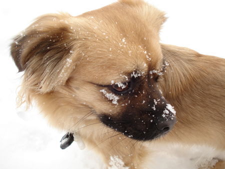 Tibet-Spaniel Schnee ist einfach das schönste Element für einen Tibi