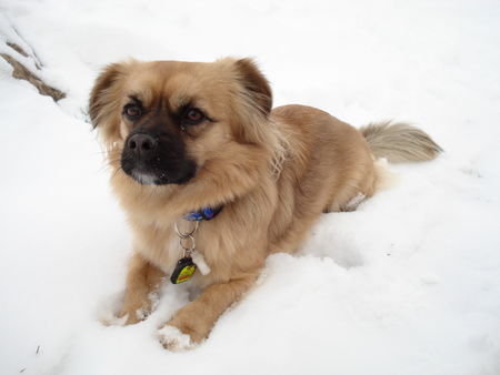 Tibet-Spaniel Schnee ist einfach das schönste Element für einen Tibi