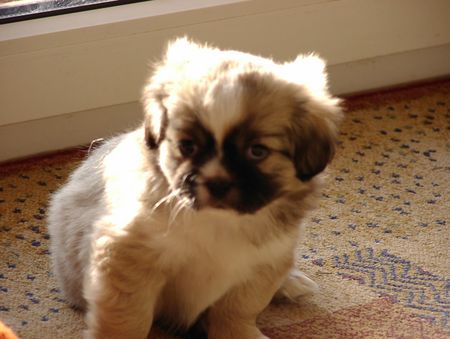 Tibet-Spaniel Hunde Foto 1470 Tibet-Spaniel Quickstep of Cherrywood (9 Wochen alt)
