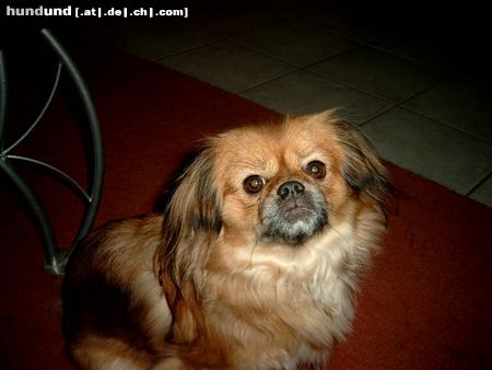 Tibet-Spaniel Hunde Foto 18216 Tibet-Spaniel Unser kleines Finchen