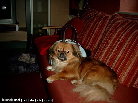 Tibet-Spaniel Hunde Foto 18217 Tibet-Spaniel Unser kleines Finchen