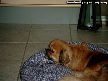 Tibet-Spaniel Hunde Foto 18218 Tibet-Spaniel Unser kleines Finchen