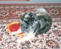 Tibet-Spaniel Hunde Foto 2621 Tibet-Spaniel Chico vom Tempelwächter, ein 2 jähriger Tibet Spaniel