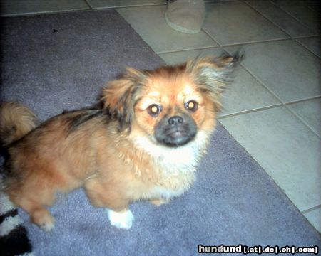 Tibet-Spaniel Hunde Foto 5667 Tibet-Spaniel Unser Finchen...