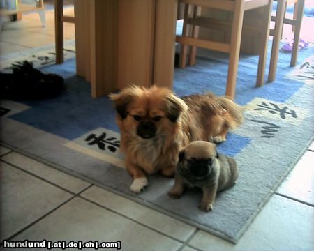 Tibet-Spaniel Hunde Foto 5672 Tibet-Spaniel Mama und Sohnemann