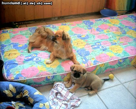 Tibet-Spaniel Hunde Foto 5677 Tibet-Spaniel Mama und Sohnemann