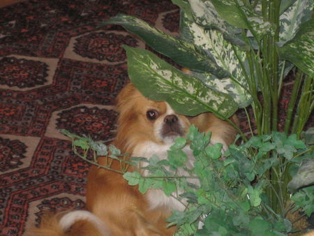 Tibet-Spaniel Hunde Foto 35701 Tibet-Spaniel Kuck mal, wer da kuckt...