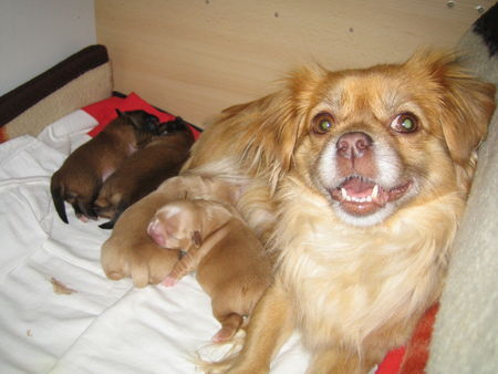 Tibet-Spaniel Eine kleine Familie