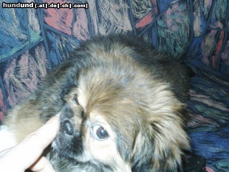 Tibet-Spaniel Hunde Foto 3780 Tibet-Spaniel Beisst Du mich... beiss ich Dich!!! *grrrr*