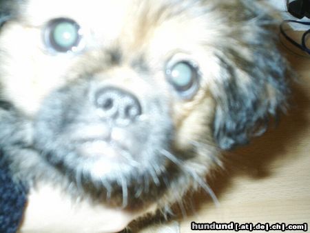 Tibet-Spaniel Hunde Foto 3776 Tibet-Spaniel Unser Finchen sagt HALLO an die Welt
