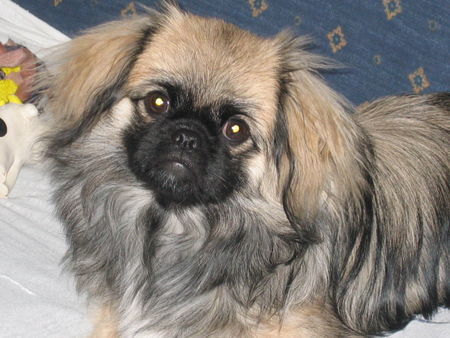 Tibet-Spaniel Hunde Foto 32095 in höherer Auflösung ansehen Tibet-Spaniel Noch einmal die Kira.