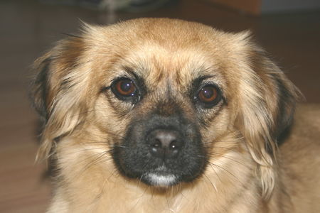 Tibet-Spaniel Bin ich nicht ein hübsches Mädchen?