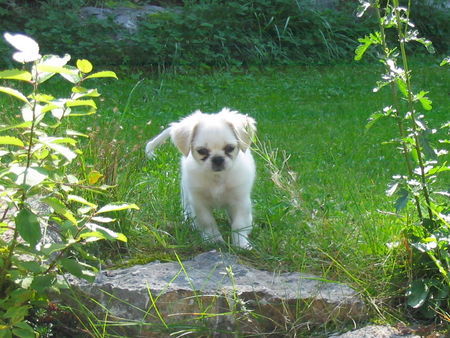 Tibet-Spaniel Das ist unsere helene