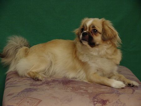 Tibet-Spaniel Hunde Foto 1469 Tibet-Spaniel Quickstep of Cherrywood
