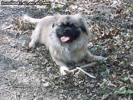 Tibet-Spaniel Hunde Foto 5417 Tibet-Spaniel Das ist unsere Lizzy