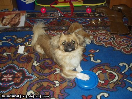 Tibet-Spaniel Hunde Foto 8855 Tibet-Spaniel Unser Snooopy Pekinese oder Tibet Spaniel?