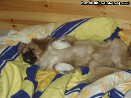 Tibet-Spaniel Hunde Foto 8856 Tibet-Spaniel Unser Snooopy Pekinese oder Tibet Spaniel?