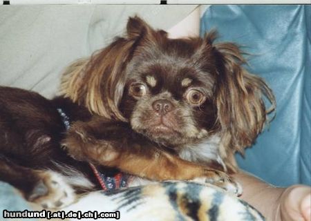 Tibet-Spaniel Hunde Foto 6331 Tibet-Spaniel Unsere Jeffi (2 Jahre)