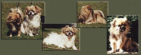 Tibet-Spaniel Hunde Foto 1426 Tibet-Spaniel