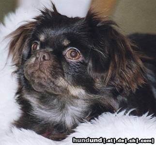 Tibet-Spaniel Hunde Foto 6330 Tibet-Spaniel Unsere Jeffi (2 Jahre)
