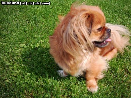Tibet-Spaniel Hunde Foto 13111 Tibet-Spaniel