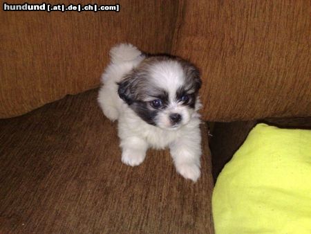 Tibet-Spaniel baby gizmo