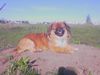 Tibet-Spaniel Hund