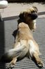 Tibet-Spaniel Hund