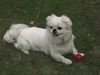 Tibet-Spaniel Hund