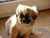 Tibet-Spaniel Foto: Quickstep of Cherrywood (9 Wochen alt) (ID 1470) Tibet-Spaniel Hund