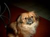 Tibet-Spaniel Foto: Unser kleines Finchen (ID 18216) Tibet-Spaniel Hund