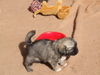 Tibet-Spaniel Hund